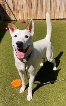 Dippin` Dots -  Mixed Breed Dog for Adoption in Eugene, Oregon - Dippin` Dots | PetCurious