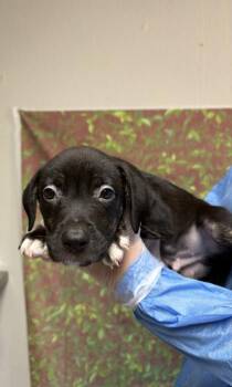 Atticus -  American Staffordshire Terrier and Mixed Breed Dog for Adoption in San Antonio, Texas - Atticus | PetCurious