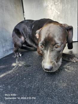 NEFERTIRI -  Labrador Retriever Dog for Adoption in San Antonio, Texas - NEFERTIRI | PetCurious