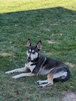 Alba II -  German Shepherd Dog and Husky Dog for Adoption in Fredonia, Wisconsin - Alba II | PetCurious