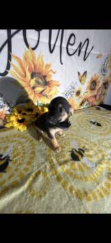 Chug Dogs Available for Adoption in Cottonwood, California - Billy Ray  | PetCurious
