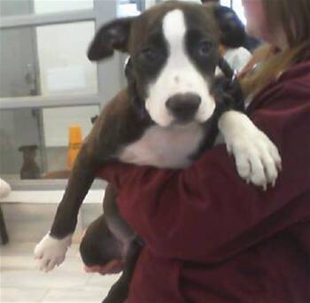 Pit Bull Terrier Dogs Available for Adoption - SOCKS | PetCurious