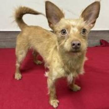 Chihuahua and Terrier Dogs Available for Adoption in Pasadena, California - Monterey Jack | PetCurious