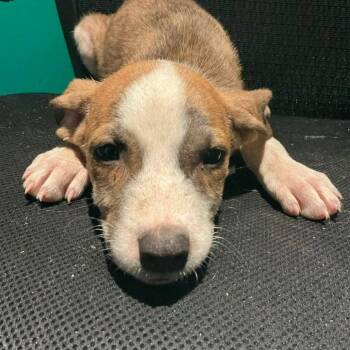Draco -  Hound Dog for Adoption in Minneapolis, Minnesota - Draco | PetCurious