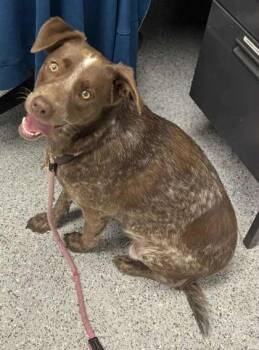 Rescue Cattle Dog and Mixed Breed Dogs for Adoption in Caldwell, Idaho - Angelica | PetCurious