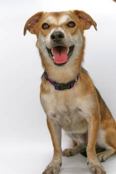 Rescue Cardigan Welsh Corgi and Chihuahua Dogs for Adoption in Morton Grove, Illinois - Metiche | PetCurious