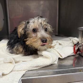 Boberta -  Silky Terrier Dog for Adoption in Northbrook, Illinois - Boberta | PetCurious