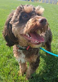 Cavalier King Charles Spaniel and Poodle Dogs Available for Adoption in Fremont, Ohio - Gus | PetCurious