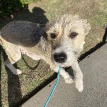 Cassie -  Wheaten Terrier Dog for Adoption in Escondido, California - Cassie | PetCurious