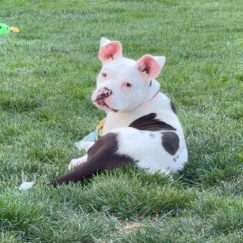 Echo -  English Bulldog and American Staffordshire Terrier Dog Available for Adoption - Echo | PetCurious