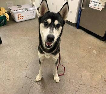 Arnold -  Husky Dog for Adoption in Berkeley, California - Arnold | PetCurious