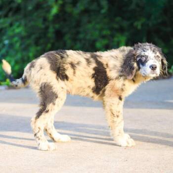 Lily Pad -  Mixed Breed Dog for Adoption in Groveland, Massachusetts - Lily Pad | PetCurious