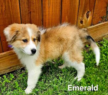 Emerald -  Great Pyrenees Dog for Adoption in Franklin, Tennessee - Emerald | PetCurious