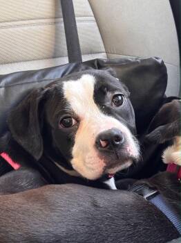 Boxer and American Staffordshire Terrier Dogs Available for Adoption - Maxie | PetCurious