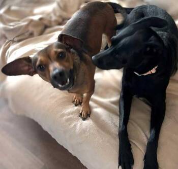 Sprout -  Rat Terrier Dog for Adoption in Inez, Texas - Sprout | PetCurious
