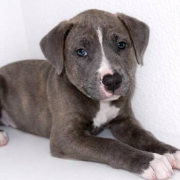 Pit Bull Terrier Dogs Available for Adoption - Diesel | PetCurious