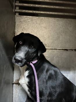 Rescue Labrador Retriever and Husky Dogs for Adoption in Hot Springs, Arkansas - Turby | PetCurious