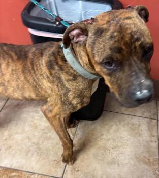 Dr. Frank-N-Furter -  Mixed Breed Dog for Adoption in Cincinnati, Ohio - Dr. Frank-N-Furter | PetCurious