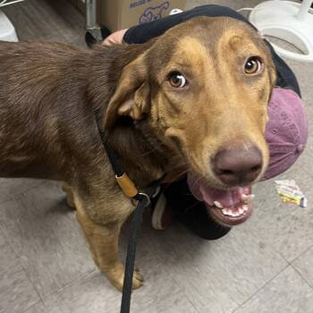 Tallulah Belle -  Coonhound and Retriever Dog Available for Adoption in Birmingham, Alabama - Tallulah Belle | PetCurious