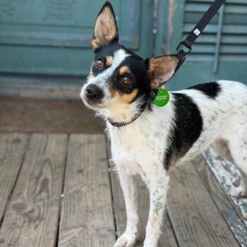 Bramble -  Rat Terrier and Mixed Breed Dog for Adoption in New Orleans, Louisiana - Bramble | PetCurious