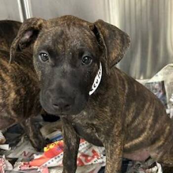 Draculara -  Mixed Breed Dog for Adoption in Knoxville, Tennessee - Draculara | PetCurious
