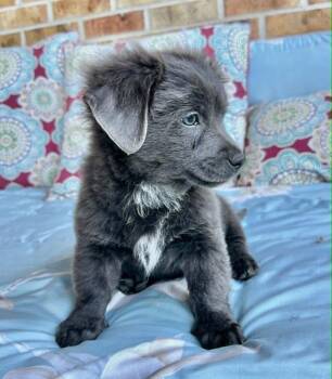 Bently -  Collie and Shepherd Dog for Adoption in Boulder, Colorado - Bently | PetCurious