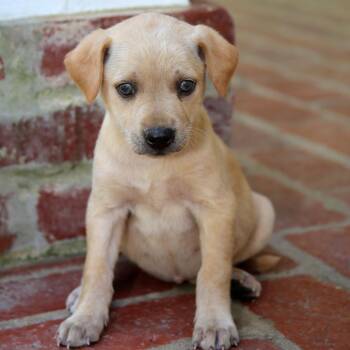 Labrador Retriever Dogs Available for Adoption in Natchitoches, Louisiana - Athena S! | PetCurious