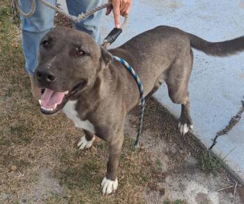 Odin -  American Staffordshire Terrier and Husky Dog for Adoption in Rockport, Texas - Odin | PetCurious