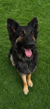 German Shepherd Dog Dogs Available for Adoption in Hardeeville, South Carolina - Kai | PetCurious
