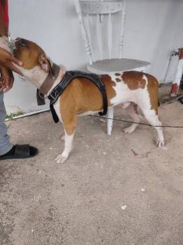 Pit Bull Terrier and Mixed Breed Dogs Available for Adoption in St. Cloud, Florida - PISTACHIO | PetCurious