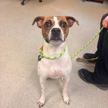 Lilly -  Boxer and Pit Bull Terrier Dog for Adoption in Medina, Ohio - Lilly | PetCurious