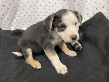 Australian Shepherd and Mixed Breed Dogs Available for Adoption in Modesto, California - ROBIN | PetCurious