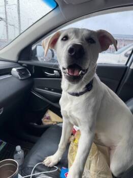 Labrador Retriever Dogs Available for Adoption - Angelica | PetCurious