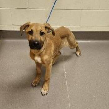 Shepherd and Mixed Breed Dogs Available for Adoption - Meatloaf | PetCurious