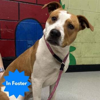 Pit Bull Terrier and Mixed Breed Dogs Available for Adoption in Indianapolis, Indiana - ADDISON | PetCurious