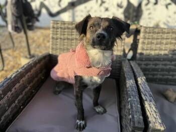 Rescue Papillon Dogs for Adoption in NEW PT RICHEY, Florida - Ruby Rose | PetCurious