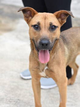 Rescue German Shepherd Dog and Black Mouth Cur Dogs for Adoption in Montgomery, Texas - Penny | PetCurious