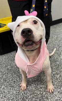 Rescue Staffordshire Bull Terrier Dogs for Adoption in Rosenberg, Texas - HELLO KITTY | PetCurious