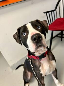 Rescue Pit Bull Terrier Dogs for Adoption in New Kensington, Pennsylvania - Ash | PetCurious