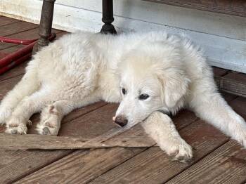 Moose -  Great Pyrenees Dog for Adoption in Maryville, Tennessee - Moose | PetCurious