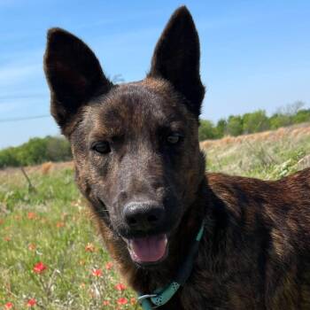 Dutch Shepherd Dogs Available for Adoption - Remington "Remy" | PetCurious
