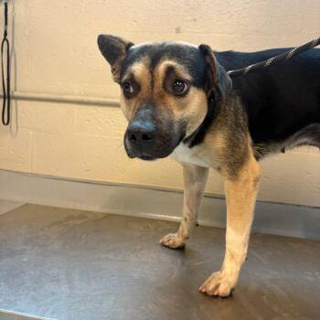 Mixed Breed Dogs Available for Adoption in Huntington, West Virginia - Lil Bit | PetCurious