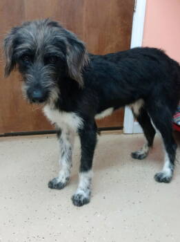 Rescue Australian Shepherd and Husky Dogs for Adoption in York, South Carolina - Socks | PetCurious