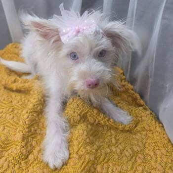 Allegra -  Poodle Dog for Adoption in Foley, Alabama - Allegra | PetCurious
