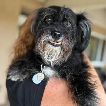 Ziggy -  Corgi and Yorkshire Terrier Dog for Adoption in Ramona, California - Ziggy | PetCurious