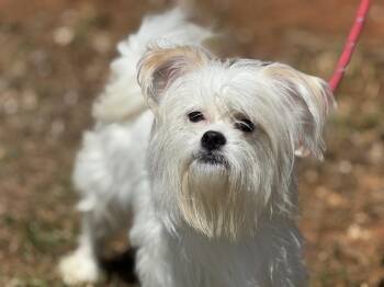 Maltese and Shih Tzu Dogs Available for Adoption in Meherrin, Virginia - Enzo | PetCurious