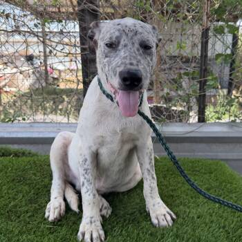 Skittles -  Catahoula Leopard Dog Dog for Adoption in Harlingen, Texas - Skittles | PetCurious