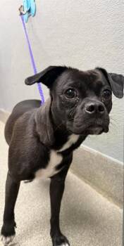 RAIN -  Pug and Mixed Breed Dog for Adoption in Las Vegas, Nevada - RAIN | PetCurious