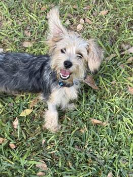 Karesen -  Terrier Dog for Adoption in Schertz, Texas - Karesen | PetCurious