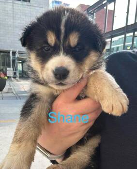 Shane -  Mixed Breed Dog for Adoption in Athens, Ontario - Shane | PetCurious